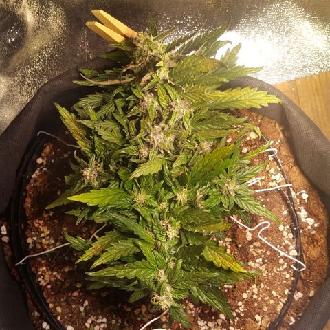 Anna growlog timeline photo