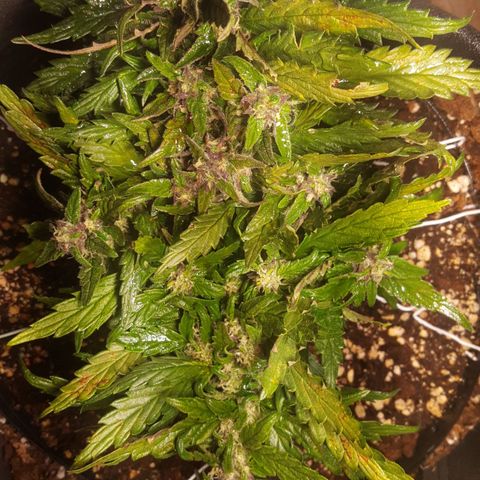 Anna growlog timeline photo