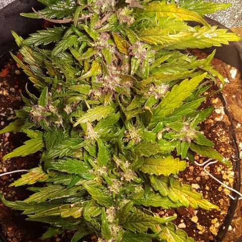 Anna growlog timeline photo