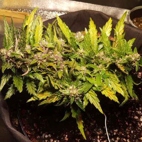 Anna growlog timeline photo