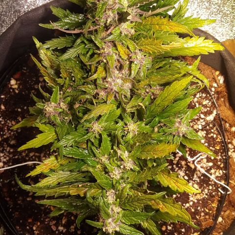 Anna growlog timeline photo