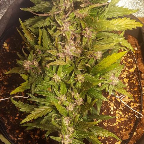 Anna growlog timeline photo