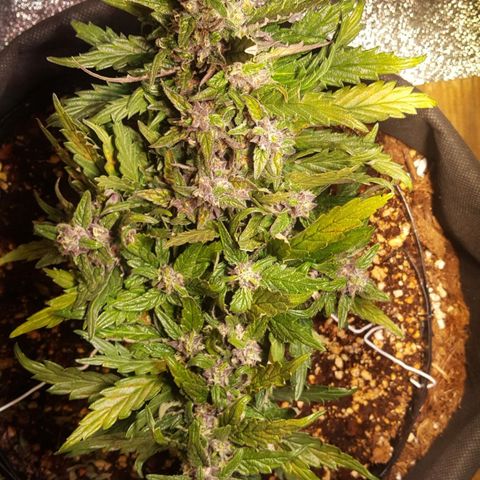 Anna growlog timeline photo