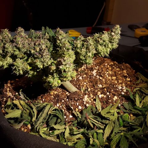 Anna growlog timeline photo