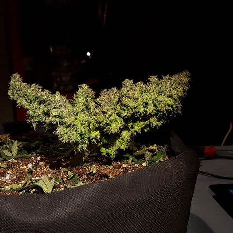 Anna growlog timeline photo