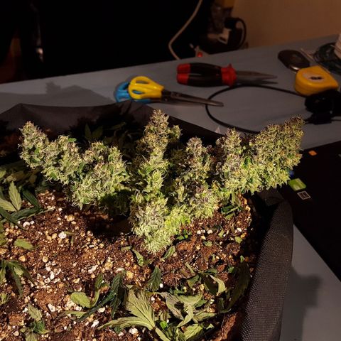 Anna growlog timeline photo