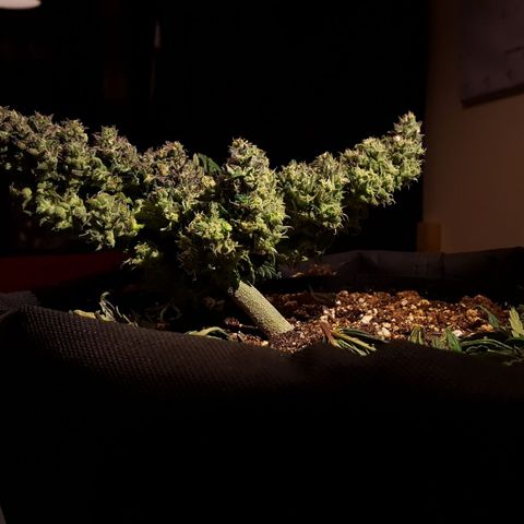 Anna growlog timeline photo