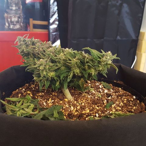 Anna growlog timeline photo