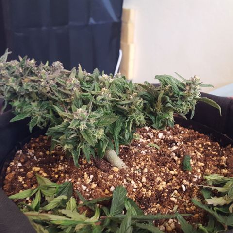 Anna growlog timeline photo