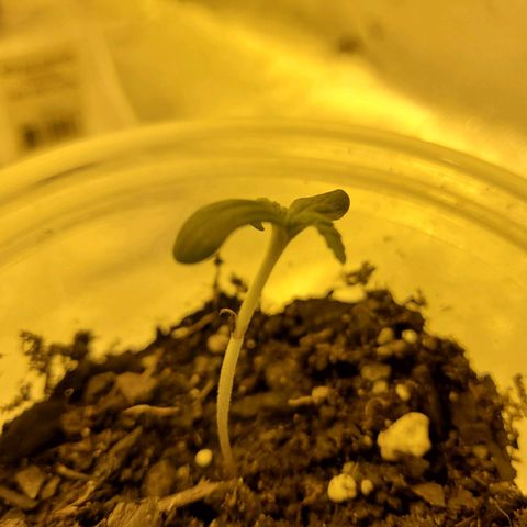 Princess Leia  growlog timeline photo