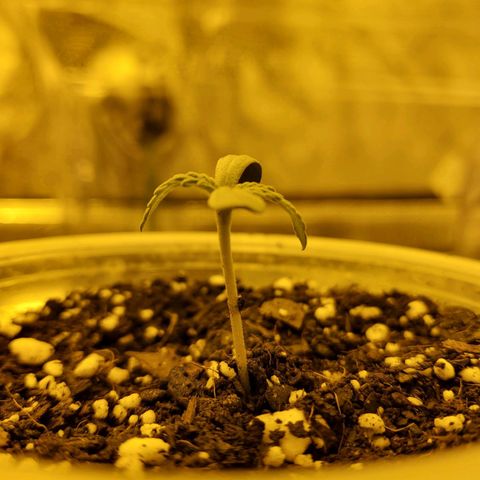 Princess Leia  growlog timeline photo