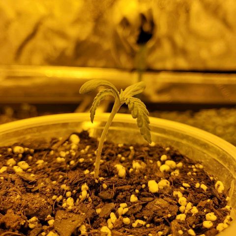 Princess Leia  growlog timeline photo
