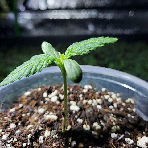 Princess Leia  growlog timeline photo