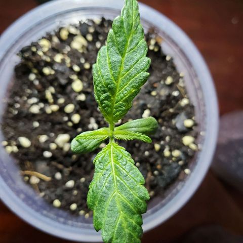Princess Leia  growlog timeline photo