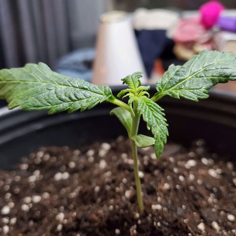Princess Leia  growlog photo: Transplanted into a 2 gallon pot