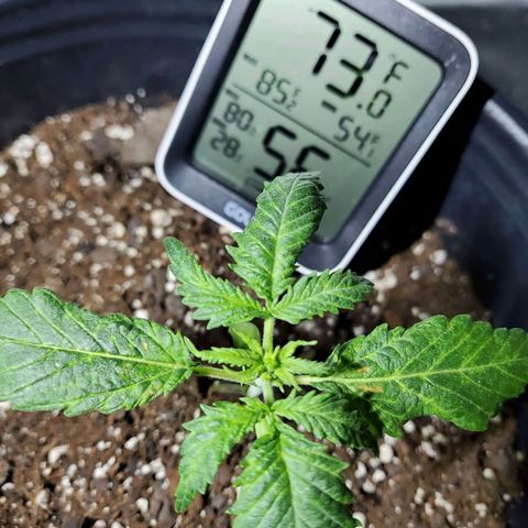 Princess Leia  growlog timeline photo