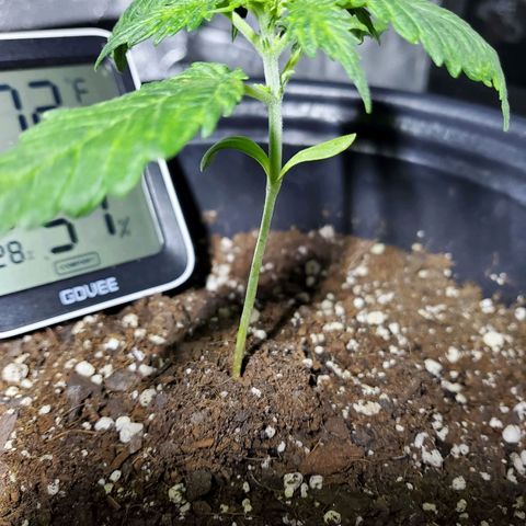 Princess Leia  growlog timeline photo