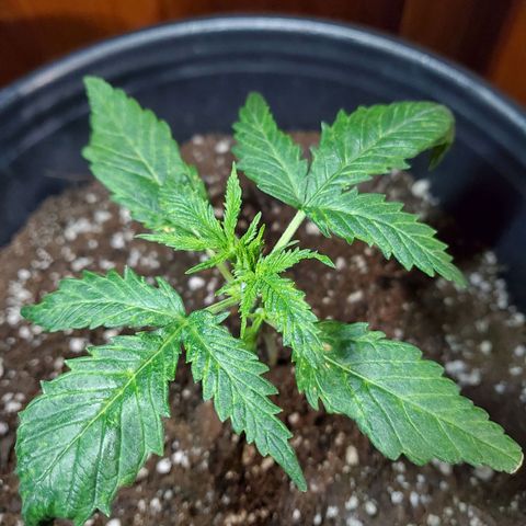 Princess Leia  growlog timeline photo