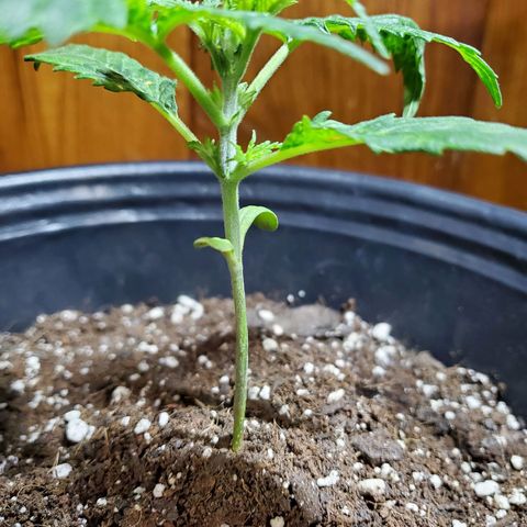 Princess Leia  growlog timeline photo
