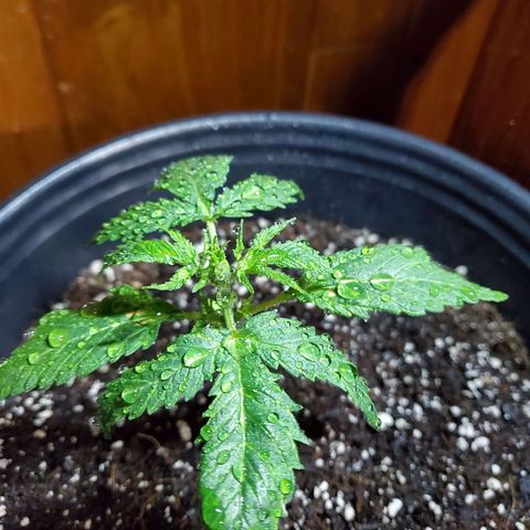 Princess Leia  growlog photo: Misted to help with dry leaves