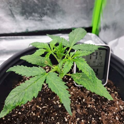 Princess Leia  growlog timeline photo