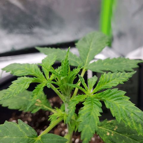 Princess Leia  growlog timeline photo