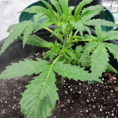 Princess Leia  growlog timeline photo