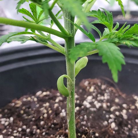 Princess Leia  growlog timeline photo