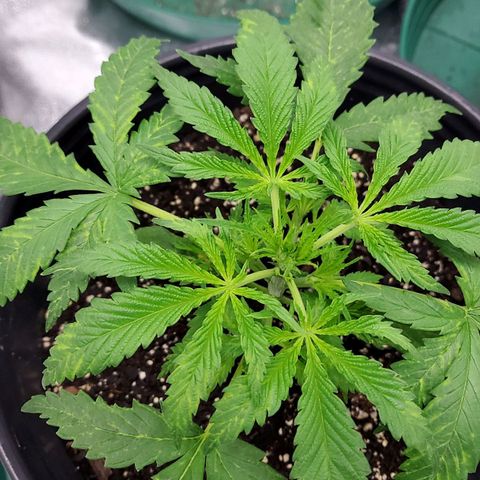 Princess Leia  growlog timeline photo