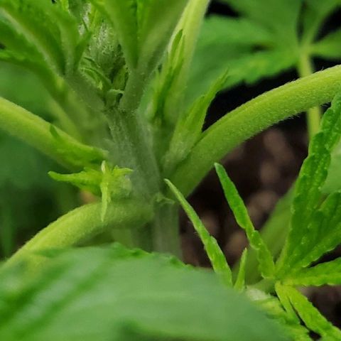 Princess Leia  growlog timeline photo
