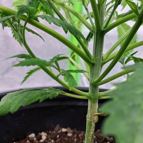 Princess Leia  growlog timeline photo