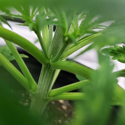 Princess Leia  growlog timeline photo