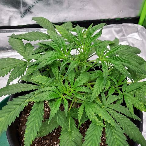 Princess Leia  growlog timeline photo