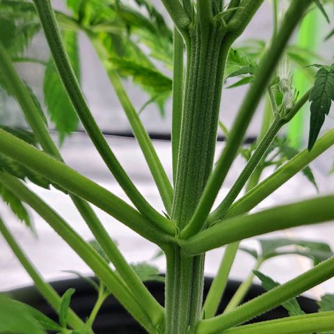 Princess Leia  growlog timeline photo