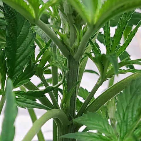 Princess Leia  growlog timeline photo