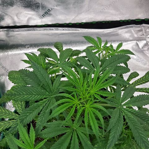Princess Leia  growlog timeline photo