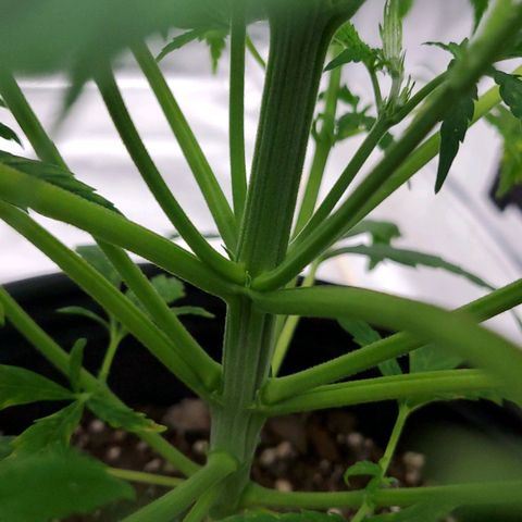 Princess Leia  growlog timeline photo