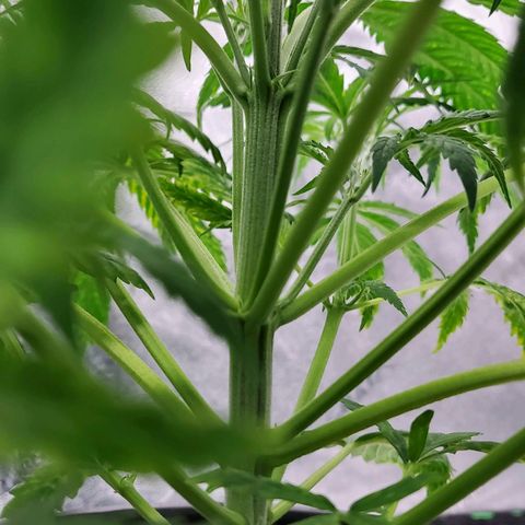 Princess Leia  growlog timeline photo
