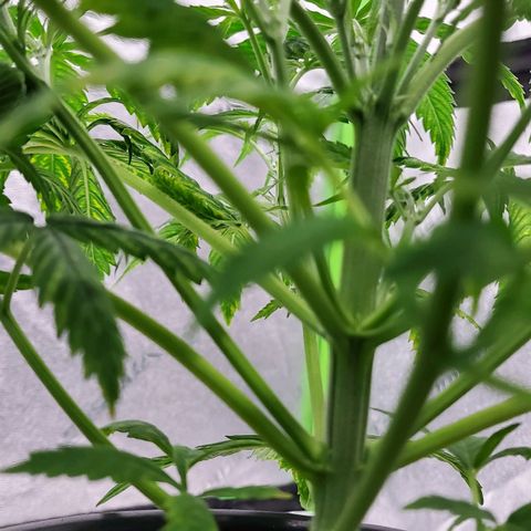 Princess Leia  growlog timeline photo