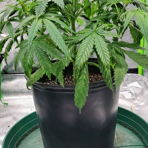 Princess Leia  growlog timeline photo