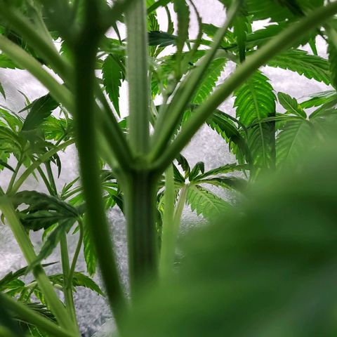 Princess Leia  growlog timeline photo