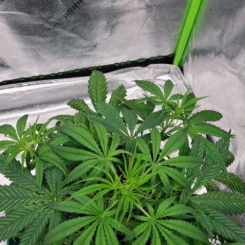 Princess Leia  growlog timeline photo