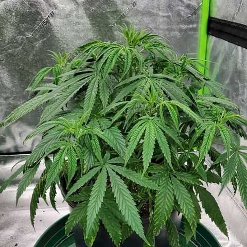 Princess Leia  growlog timeline photo