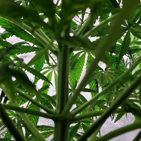 Princess Leia  growlog timeline photo
