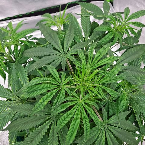 Princess Leia  growlog timeline photo