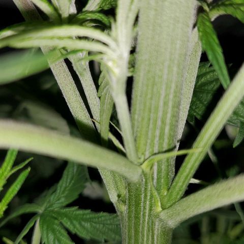 Princess Leia  growlog timeline photo