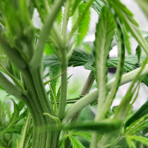 Princess Leia  growlog timeline photo