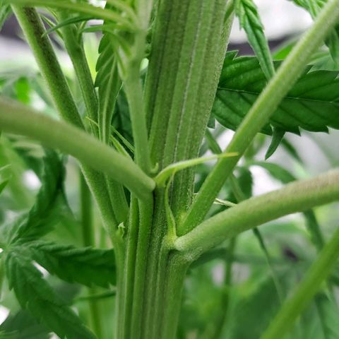 Princess Leia  growlog timeline photo