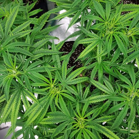 Princess Leia  growlog photo: Came back strong from topping and pruning