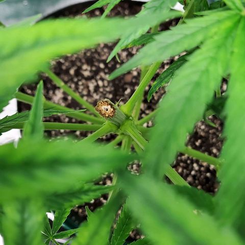Princess Leia  growlog photo: Came back strong from topping and pruning